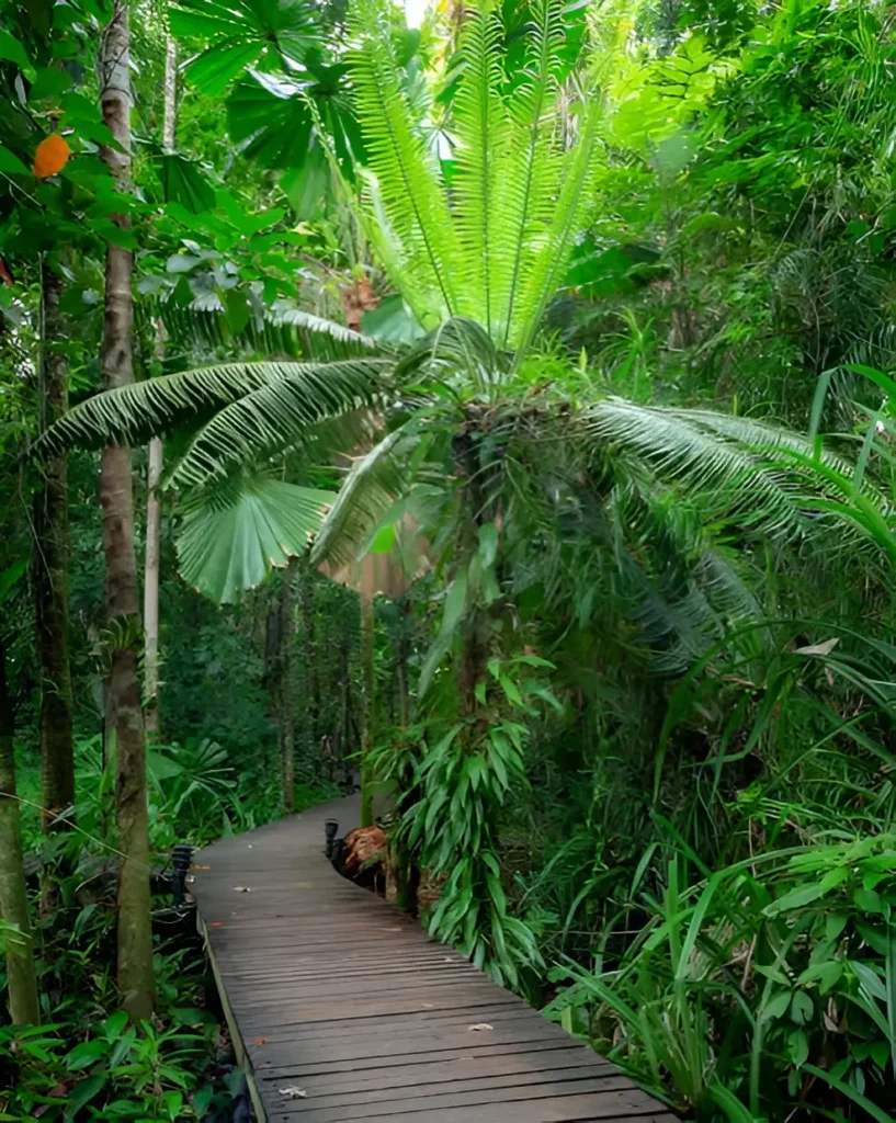 Daintree Rainforest Australia - Image 3