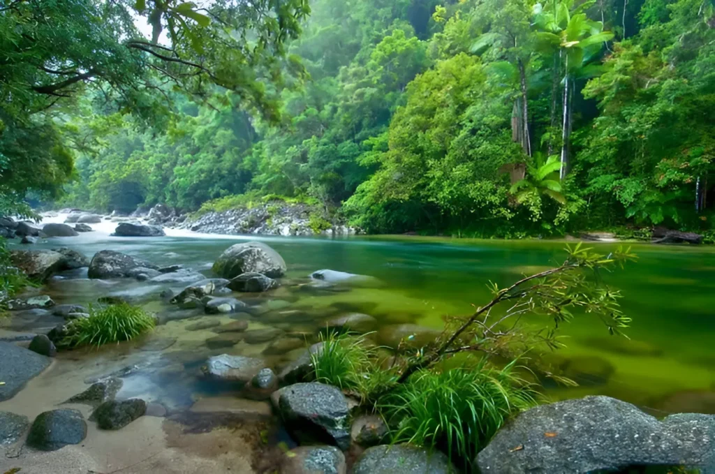 Daintree Rainforest Australia - Image 2