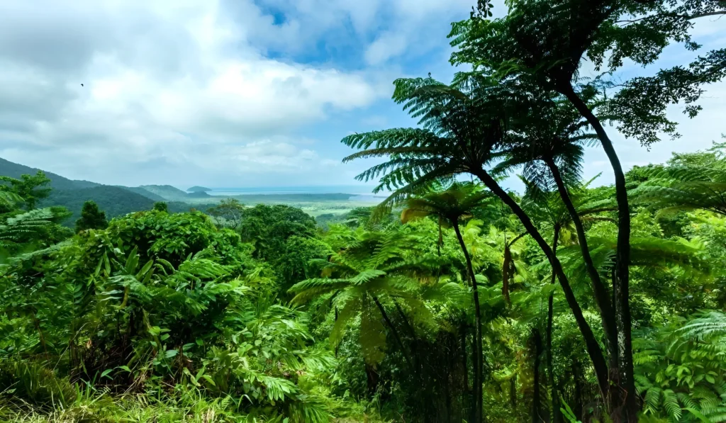 Daintree Rainforest Australia - Image 1