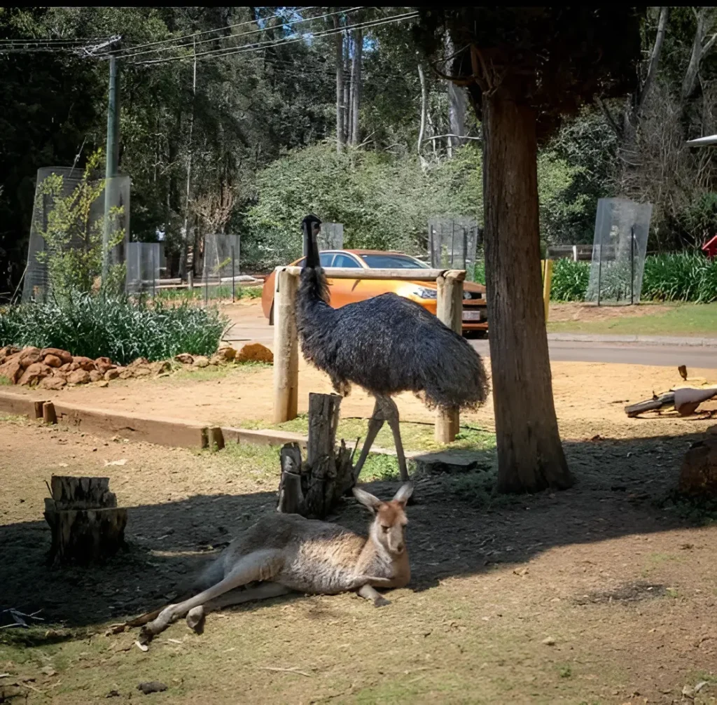 Kangaroo and Emu Australia